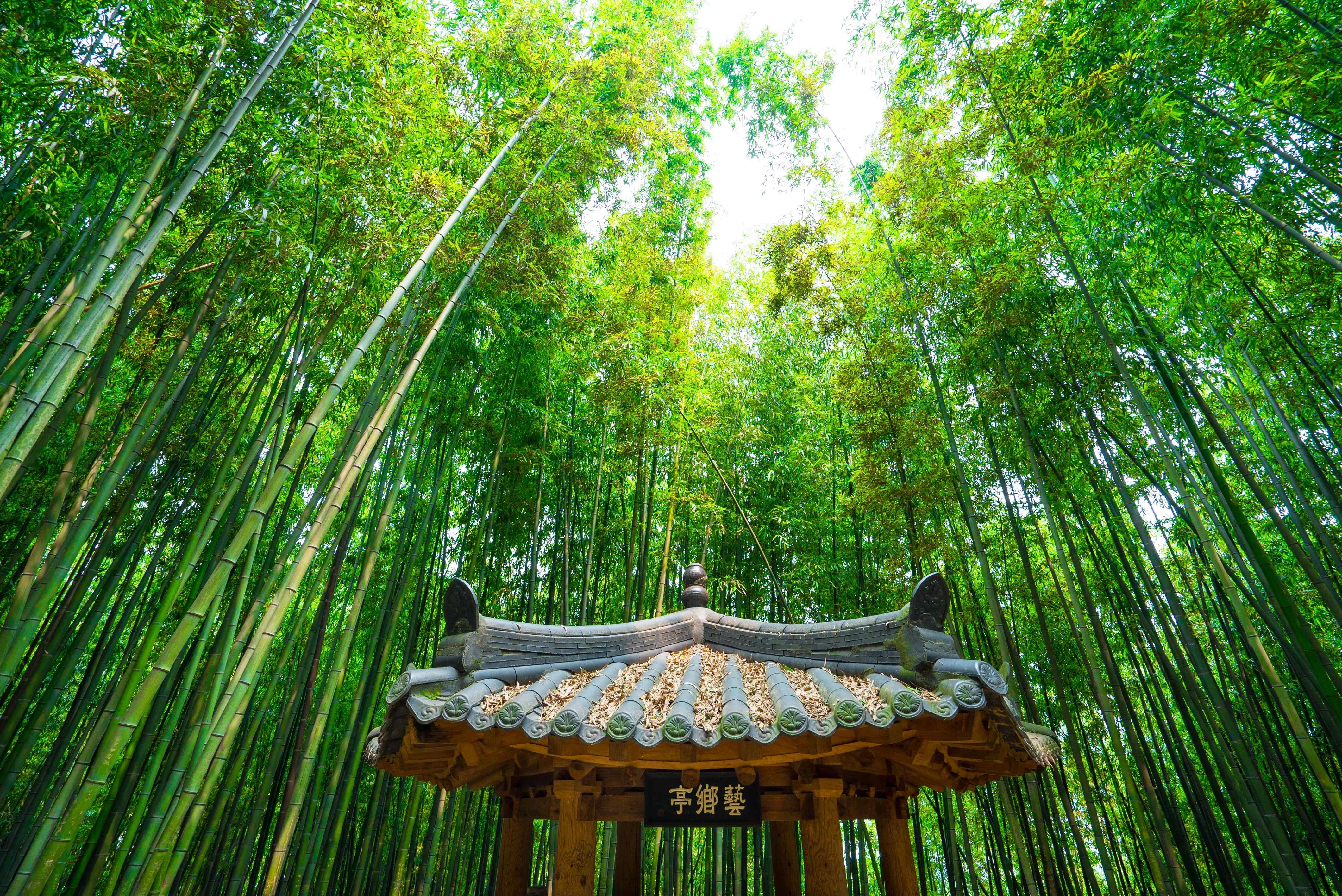 Type1_죽녹원 _한국관광공사 김지호_JTDV6a.jpg