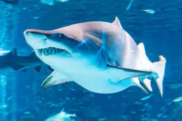 SEA LIFE COEX, Seoul Aquarium Official Tickets