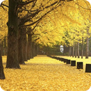 [Creatrip Only] 2025 Changdeokgung Moonlight Tour | Foreigners Only