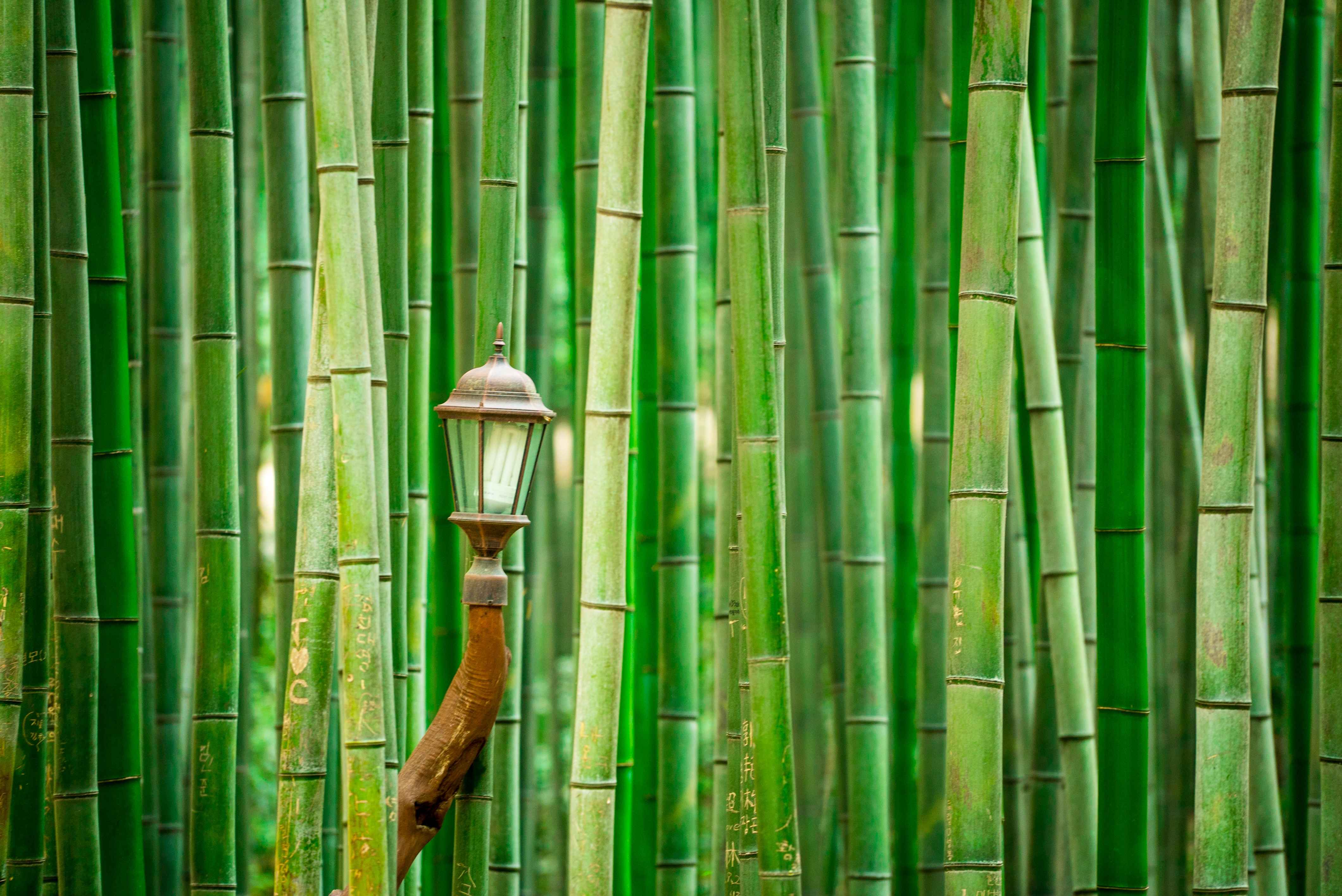 Jeollanam-do 3-Day Tour (Jeongeup · Haenam · Gangjin · Damyang) – Departing from Seoul